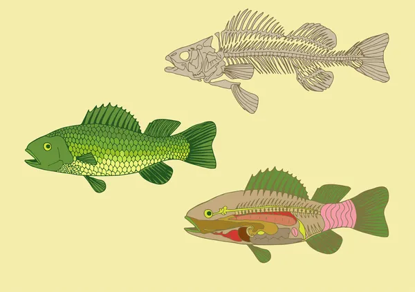 Fish anatomy — Stock Vector