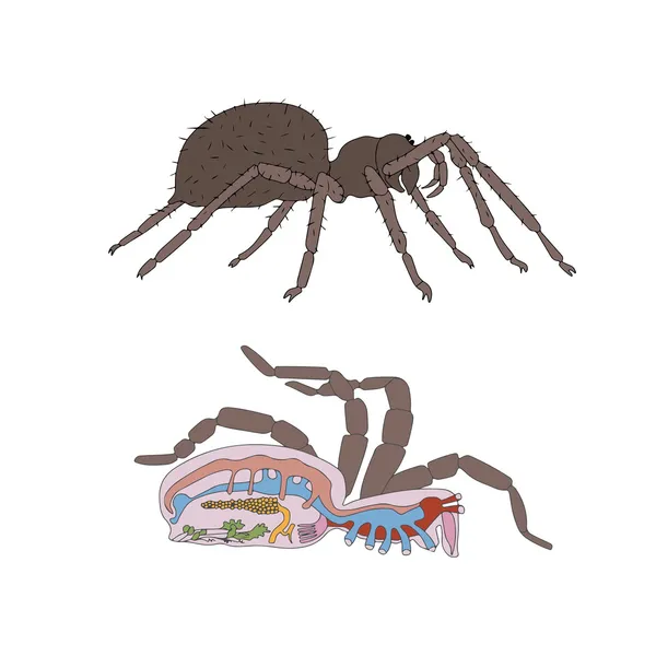 Morfología, sección transversal de la araña — Vector de stock