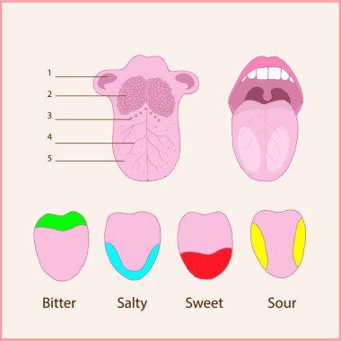 Anatomy of the human tongue. Basic tastes clipart