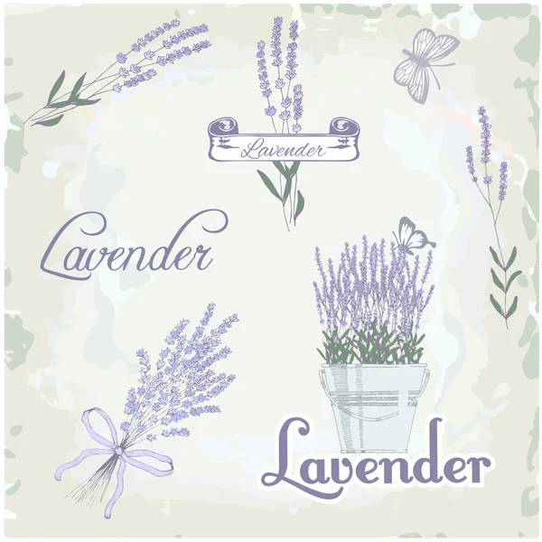 Lavender herb flower, vintage background — Stock Vector