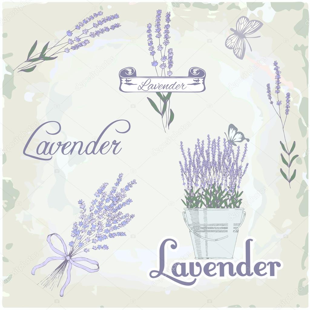 Lavender herb flower, vintage background