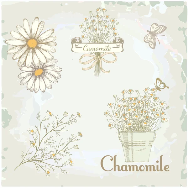 Camomille, camomille , — Image vectorielle