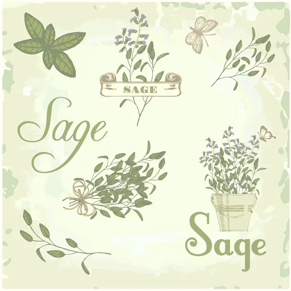 Sage, salvia, clary sage, herb, plant background, packaging calligraphy — Stock Vector