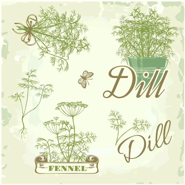 Basilic, herbe, plante, nature, fond vintage, emballage calligraphie — Image vectorielle