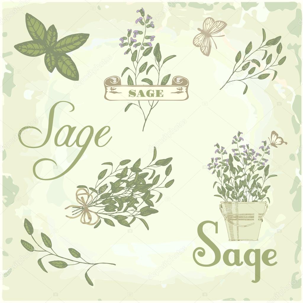 Sage, salvia, clary sage, herb, plant background, packaging calligraphy