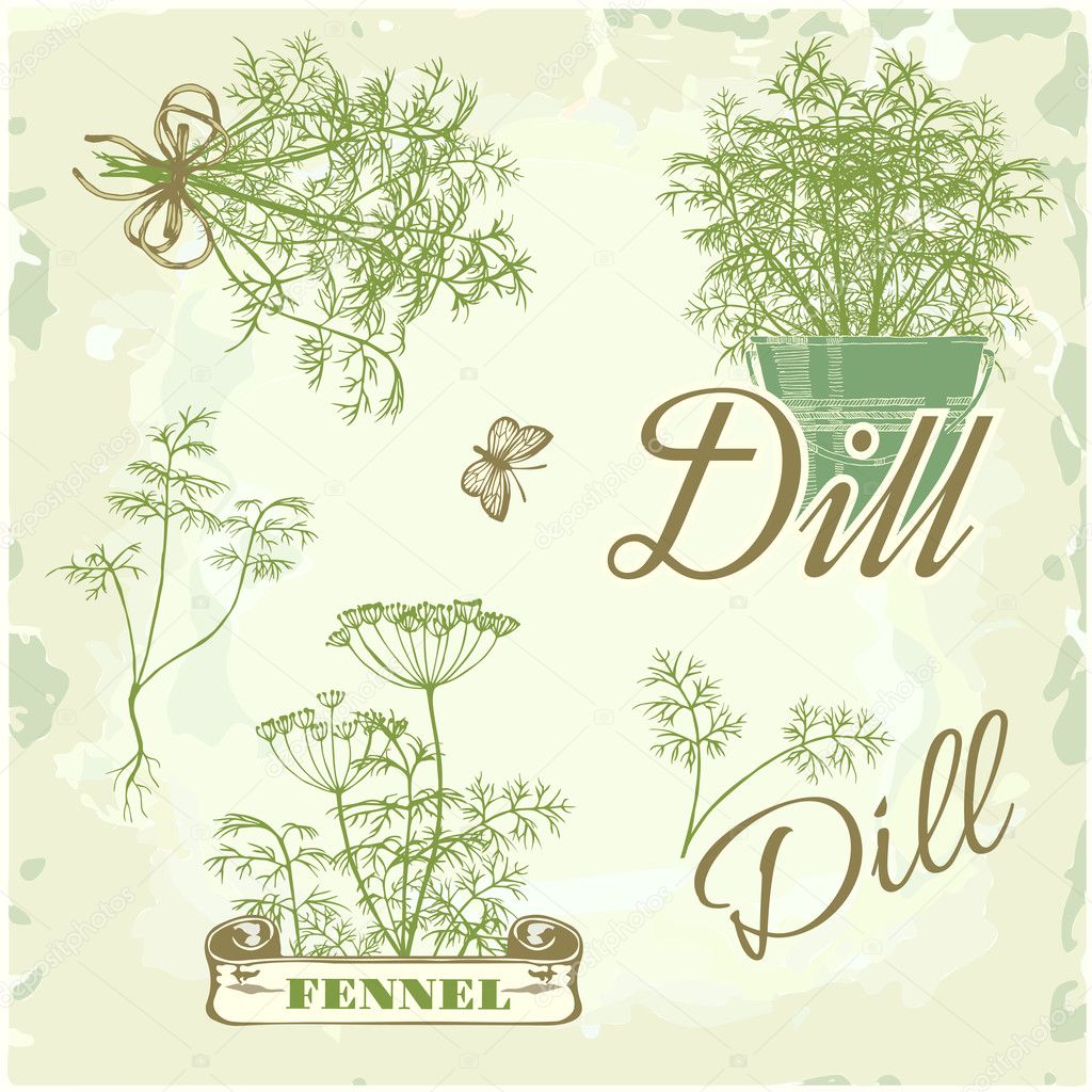 Basil, herb, plant, nature, vintage background, packaging calligraphy