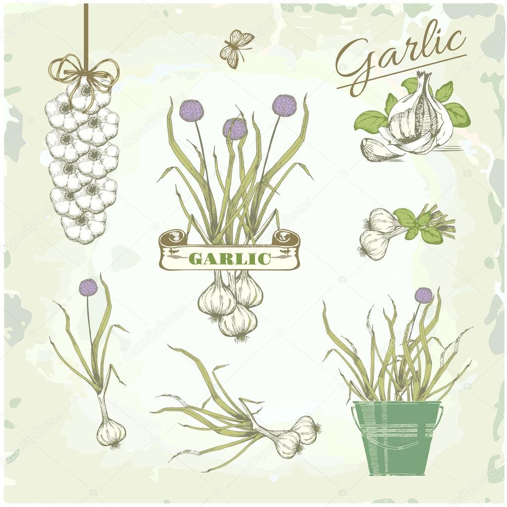 Garlic vegetables, herb, plant, cusine vintage background, packaging product