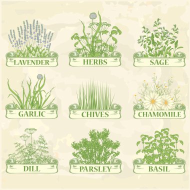 Herbs clipart