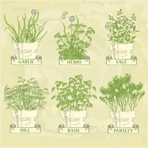 Herbs in pot — Stock Illustration Herbs in pot Royalty Free Stock Illustrations