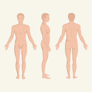 insan vücudu anatomisi, ön, arka ve yan duran vactor insan poz