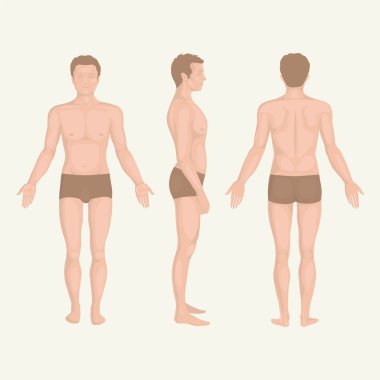 man body anatomy, front, back and side standing vactor human pose clipart