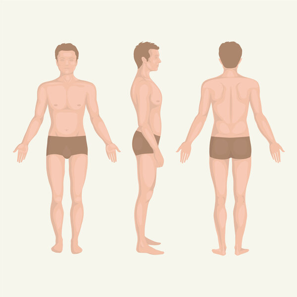 man body anatomy, front, back and side standing vactor human pose