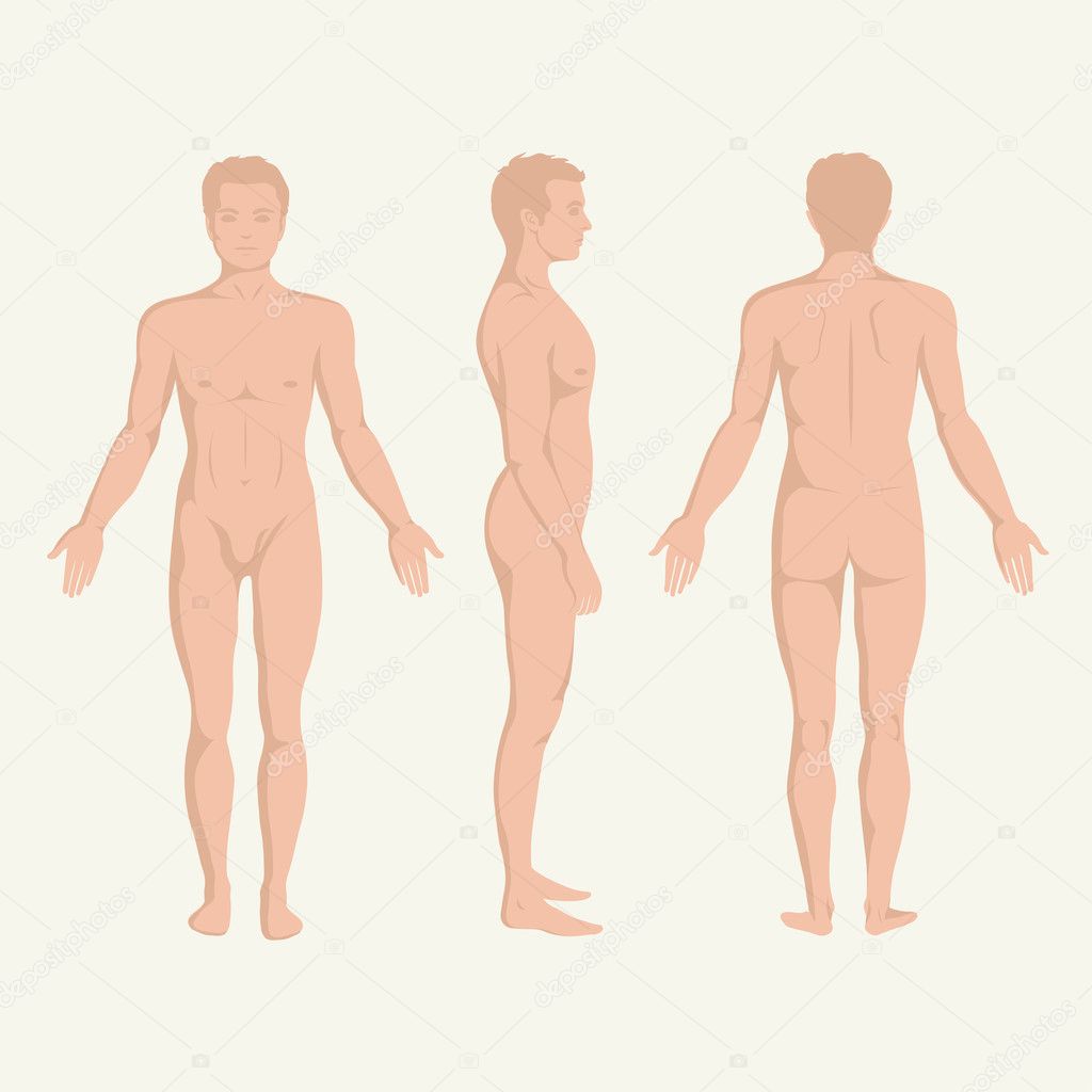 man body anatomy, front, back and side standing vactor human pose