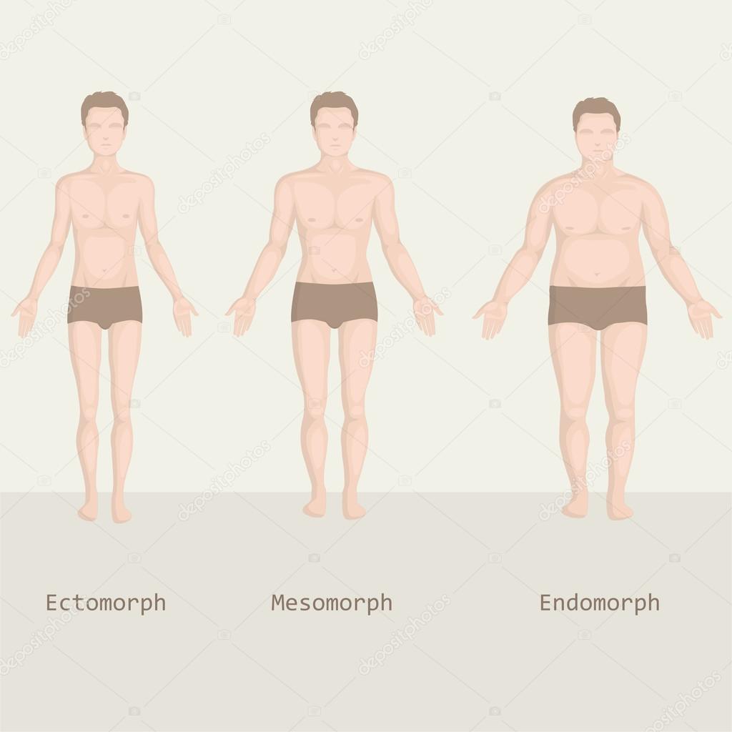 Экто эндоморф. Эндоморфный тип телосложения. Мезоморфный тип телосложения. Эндоморф пикник. Коренастое телосложение.