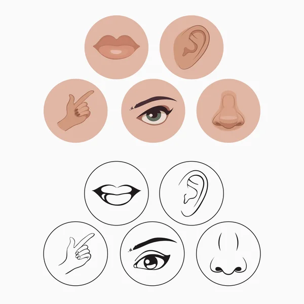 Five senses, nose lips eye ear and hand — Stock Vector