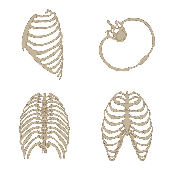 Costillas anatomía ósea — Vector de stock