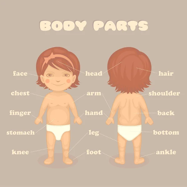 Bebé niña partes del cuerpo — Vector de stock