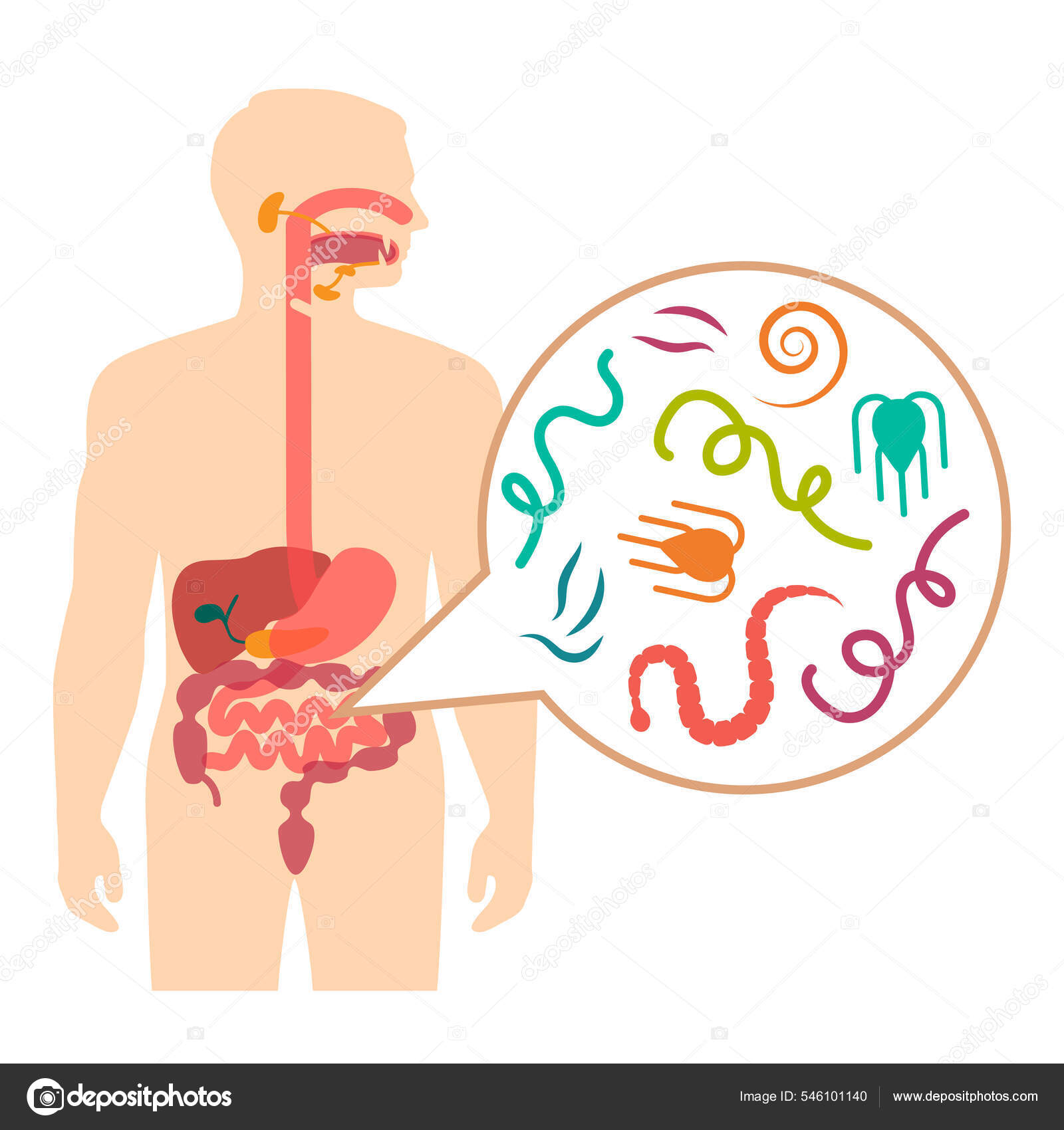 Vector Illustration of a Human Intestinal Parasites, worm disease Stock