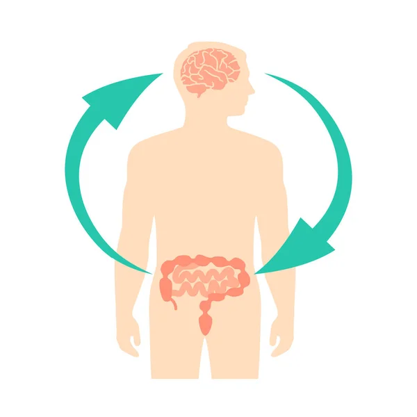 Relação do cérebro e intestinos humanos, segundo cérebro, diagrama de imagem, ilustração vetorial —  Vetores de Stock