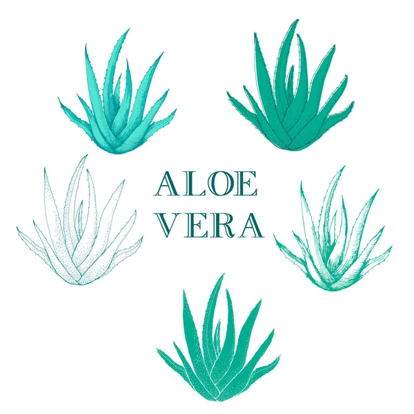 Natural Medicine Foliage Plant Aloe Vera Vector Planta Medicinal Componente — Vector de stock