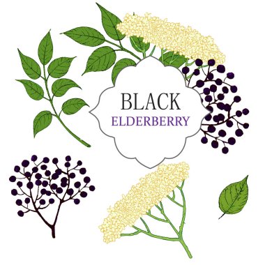 Çiçekli, böğürtlenli ve yapraklı yaşlı böğürtlen dalları geleneksel tarzda. Klasik botanik çizimi beyaza izole edildi