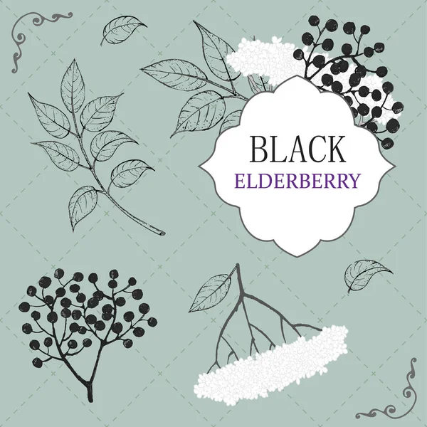 Elderberry Branches Flowers Berries Leaves Traditional Style Classic Botanical Illustration — Stock Vector