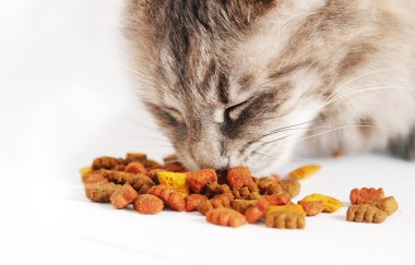 kedi yemek yeme