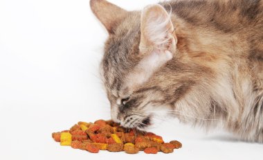 kedi yemek yeme