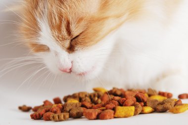 kedi yemek yeme