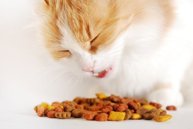 kedi yemek yeme