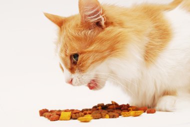 kedi yemek yeme
