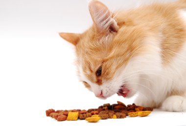 kedi yemek yeme