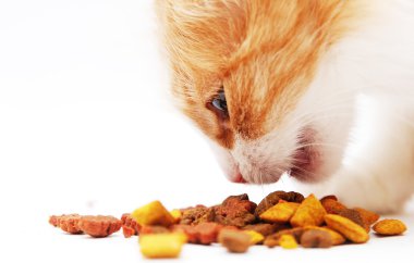 kedi yemek yeme