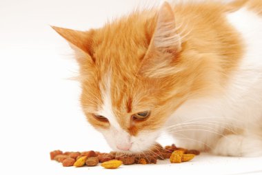 kedi yemek yeme