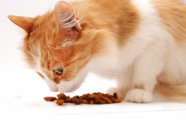 kedi yemek yeme