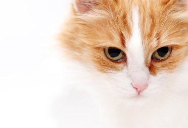 kedi yemek yeme