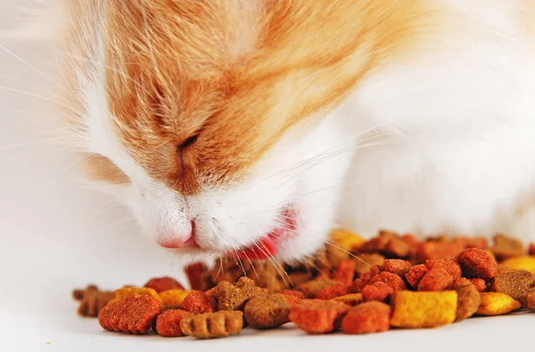 kedi yemek yeme