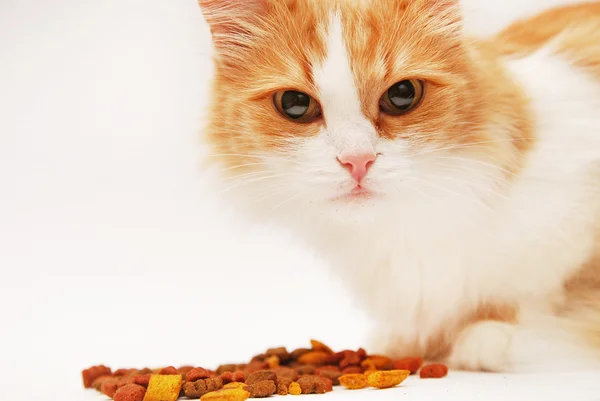 kedi yemek yeme