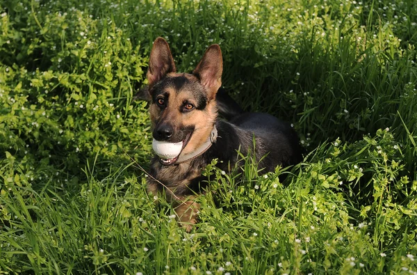 German shepherd in a grass — Stock Photo, Image