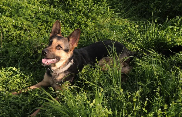 Duitse herder in een gras — Stockfoto