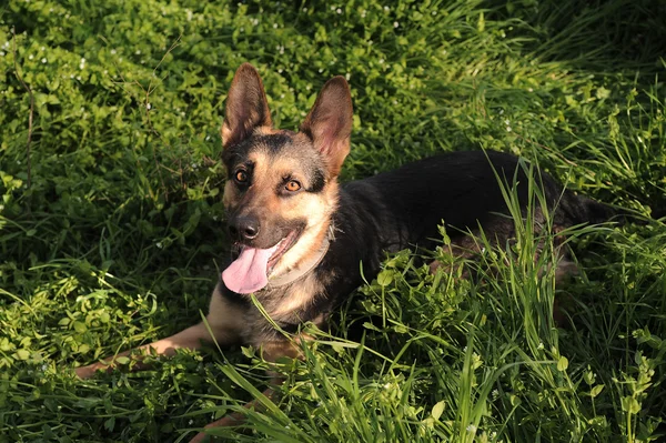 German shepherd in a grass — Stock Photo, Image