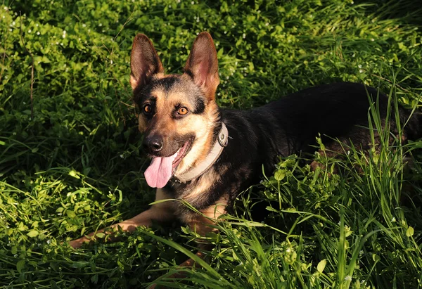 German shepherd in a grass — Stock Photo, Image