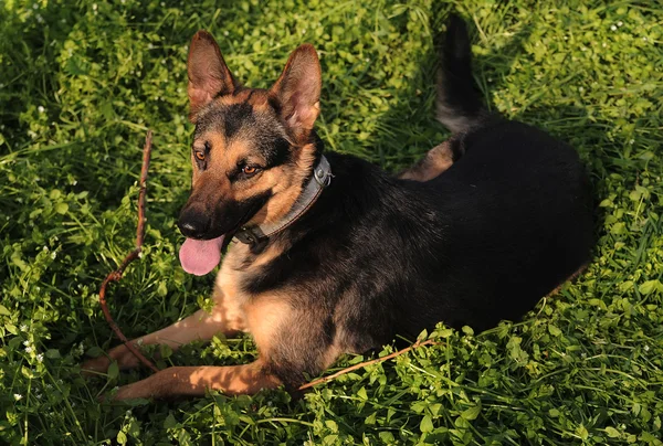 German shepherd in a grass — Stock Photo, Image