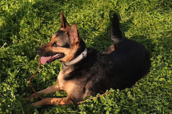 German shepherd in a grass — Stock Photo, Image