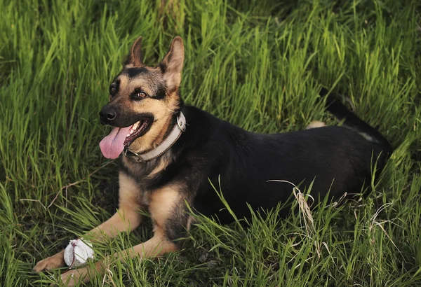 German shepherd in a grass — Stock Photo, Image