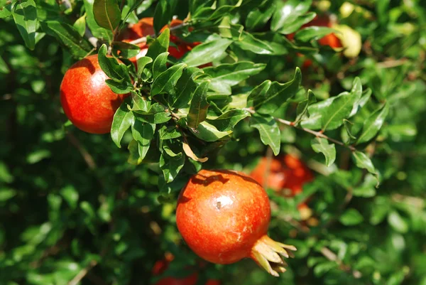 Roter Granatapfel auf grünem Zweig — Stockfoto