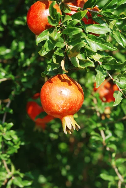 Roter Granatapfel auf grünem Zweig — Stockfoto