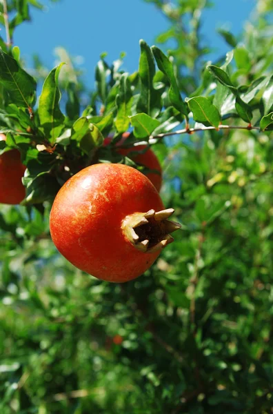 Roter Granatapfel auf grünem Zweig — Stockfoto