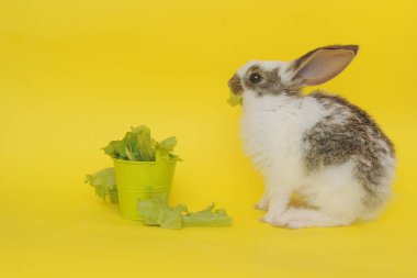 Beyaz tavşan ot yiyor.