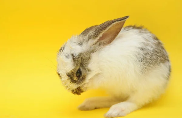 Weiße Niedliche Baby Kaninchen Auf Gelbem Hintergrund — Stockfoto